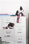 Two Boston Terriers sitting in and on top of file cabinet