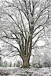 Grand arbre en hiver avec la neige fraîchement tombée