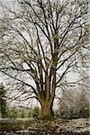 Tall tree in winter