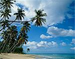 Beach, Barbados, West Indies, Caribbean, Central America
