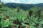 Banana plantation, St. Lucia, Windward Islands, West Indies, Caribbean, Central America