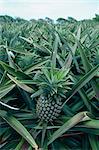 Pineapples, Martinique, Lesser Antilles, West Indies, Caribbean, Central America