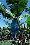 Banana growing, Martinique, Lesser Antilles, West Indies, Caribbean, Central America