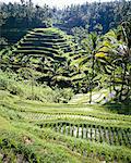 Rizières en terrasse, Bali, Indonésie, Asie du sud-est, Asie