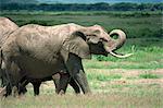 Éléphant, Parc National d'Amboseli, Kenya, Afrique de l'est, Afrique