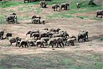 Elefant, Amboseli Nationalpark, Kenia, Ostafrika, Afrika