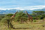 Afrika Giraffe, Samburu National Reserve, Kenia, Ostafrika,