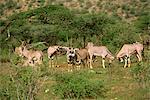 Oryx, réserve nationale de Samburu, Kenya, Afrique de l'est, Afrique