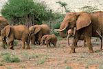 Elefant, Samburu National Reserve, Kenia, Ostafrika, Afrika