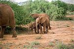 Elephants, Samburu National Reserve, Kenya, East Africa, Africa