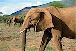 Éléphant, réserve nationale de Samburu, Kenya, Afrique de l'est, Afrique