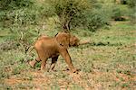 Jungen Elefanten, Samburu National Reserve, Kenia, Ostafrika, Afrika