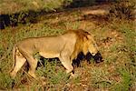 Lion, Samburu National Reserve, Kenya, Afrique de l'est, Afrique