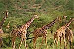 Reticulated giraffe, Samburu National Reserve, Kenya, East Africa, Africa