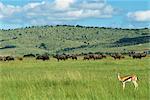 Herd of Cape buffalo, Masai Mara National Reserve, Kenya, East Africa, Africa