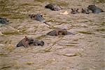 Hippos, Masai Mara National Reserve, Kenya, East Africa, Africa