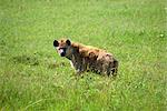 Hyena, Masai Mara National Reserve, Kenya, East Africa, Africa