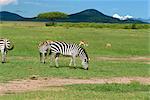 Common zebra, Masai Mara National Reserve, Kenya, East Africa, Africa