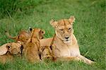 Lionne et oursons, réserve nationale de Masai Mara, Kenya, Afrique de l'est, Afrique