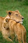 Löwin &amp; Cub, Masai Mara National Reserve, Kenia, Ostafrika, Afrika