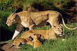 Lionesses and cubs, Masai Mara National Reserve, Kenya, East Africa, Africa