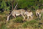 Zèbre Grévy zebra, Samburu National Reserve, Kenya, Afrique de l'est, Afrique