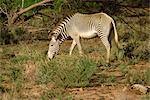 Grevy zebra, Samburu National Reserve, Kenya, East Africa, Africa