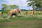 Elefant Schaden, Kenia, Ostafrika, Afrika