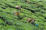 Thé cueillette, Cameron Highlands, Malaisie, l'Asie du sud-est, Asie