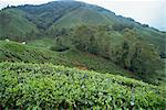Pays du thé, Cameron Highlands, Malaisie, Asie du sud-est, Asie