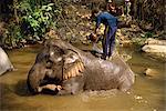 Mahout waschen Elefant, Elephant Camp in der Nähe von Chiang Mai, Thailand, Südostasien, Asien
