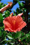 Hibiscus flower, Hotel Tecini, Santiago, La Gomera, Canary Islands, Atlantic, Spain, Africa