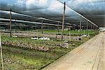 Plant and orchid nursery, near Arima, Trinidad, West Indies, Caribbean, Central America