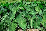 Callaloo, a sort of Tobagian spinach, Tobago, West Indies, Caribbean, Central America