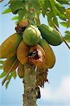 Bird eating pawpaws on tree, Tobago, West Indies, Caribbean, Central America