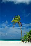 Palmier sur la plage sur l'île de Nakatchafushi dans l'Iles Maldives, océan Indien, Asie