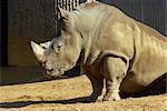 Nashorn in Zoo, England, Vereinigtes Königreich, Europa