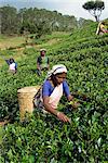 Tee, Rupfen, Bereich Nuwara Eliya, Sri Lanka, Asien