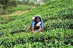 Tee, Rupfen, Bereich Nuwara Eliya, Sri Lanka, Asien