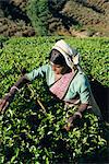 Tea plucking, Nuwara Eliya area, Sri Lanka, Asia