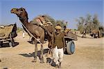 Vieh-Messe in der Nähe von Dechhu, nördlich von Jodhpur, Rajasthan, Indien