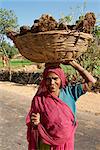 Woman carrying dung pats used for fuel, on her head, near Shikar, Rajasthan state, India, Asia