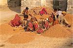Travailleurs à casser des briques pour les chemins de gravier, dans le fort, Kumbhalgarh, Rajasthan État, Inde, Asie