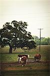 Troupeau de vaches, près d'Austin, Texas, USA