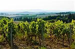 Vineyard, Tuscany, Italy