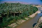 Date palms groves, southern area, Iran, Middle East