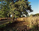 Noyer arbre et maïs, Dordogne, Aquitaine, France, Europe
