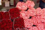Roses for sale in market, Annecy, Haute Savoie, France, Europe