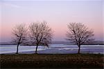 Bare trees in winter, St. Valery sur Somme, River Somme estuary, Picardie (Picardy), France, Europe