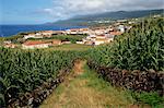 Les champs de maïs à Ribeira faire Meio, Pico, Açores, Portugal, Atlantique, Europe